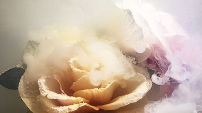I photographed flowers in a fish tank and added milk to create a smoke grenade effect. Here’s what happened…