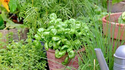 Your basil will thrive when paired with these plants – we reveal the best companions, plus the ones to avoid