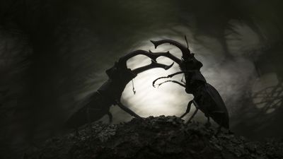 Small subjects, big rewards: Enter the Close-up Photographer of the Year contest to win big bucks