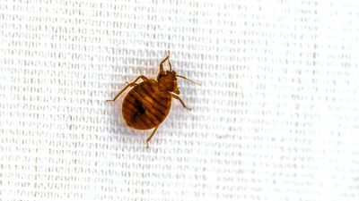 Bed bugs have ruined our sleep for 60,000 years, new research reveals — 5 ways to keep them out of your mattress