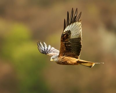 Country diary: There’s peace to be found in flying kites