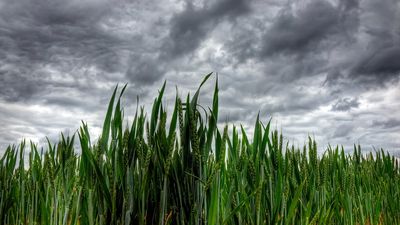 Unseasonal rains defy forecasts, damage crops, disrupt lives