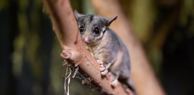 Decades of searching and a chance discovery: why finding Leadbeater’s possum in NSW is such big news