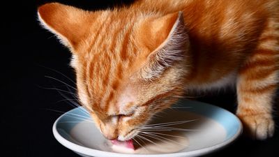 Should cats drink milk?