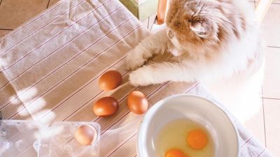 Can cats eat eggs?