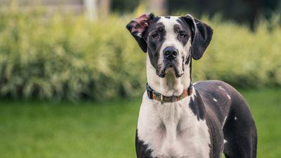 Great Dane: Breed profile