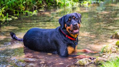 Rottweiler: Breed profile