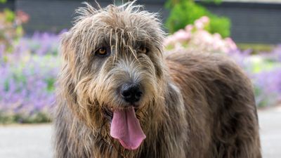 10 incredible Irish Wolfhound facts