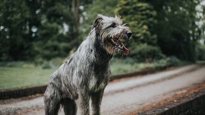 Irish Wolfhound: Breed profile