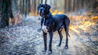 9 Great Dane facts that will surprise you