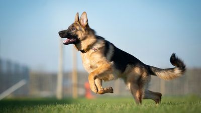 German Shepherd Dog: Breed profile