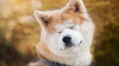 Akita: Breed profile