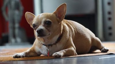 What to do if your dog is overweight: How to win the battle of the bulge
