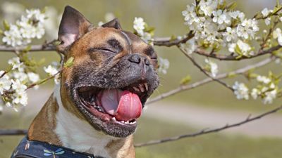Benadryl for dogs: Vet’s guide to dosage, uses and side effects