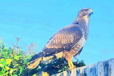 How a dive-bombing buzzard named Brenda sent terrified schoolchildren indoors