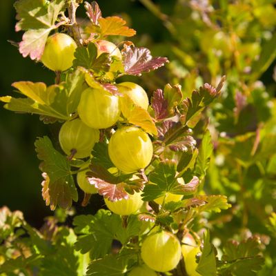 How to grow gooseberries – everything you need to know about planting, watering and pruning these fruiting favourites