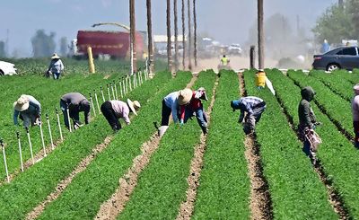Bipartisan Bill Seeks to Legalize Undocumented Farmworkers, Reform Key Visa Program: 'Food Security is National Security'