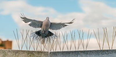 What birds can teach us about repurposing waste