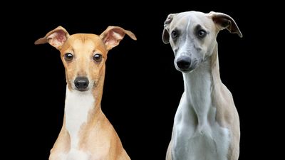 Italian Greyhound vs whippet: Vet-verified breed comparison