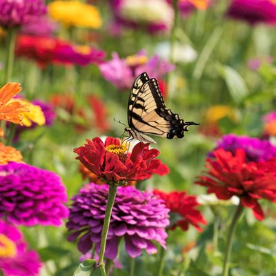 I'm calling it! Zinnias are the flower of the summer – how to grow your own and fill your home with these colourful blooms for free