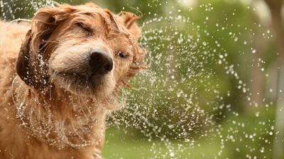 Vet issues warning to dog owners after ‘baffling’ canine ice bucket challenge goes viral