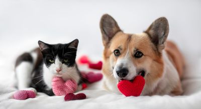 Why Routine Is Crucial for Your Pet’s Happiness
