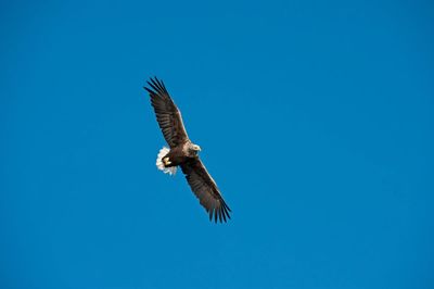 UK’s oldest white-tailed eagle dies aged 32
