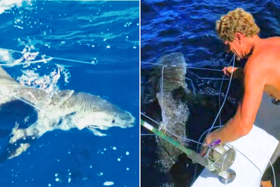 Two divers convicted for freeing 19 sharks off the coast of Florida pardoned by Trump