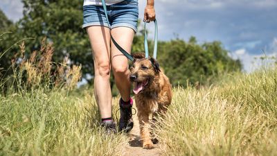 5 signs it’s too hot to walk your dog that all owners need to know