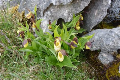 First new wild lady’s-slipper orchid found for 100 years marks conservation win