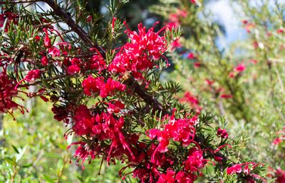 Best trees for sandy soil – arborists and horticultural experts recommend 9 varieties that will thrive in dry conditions