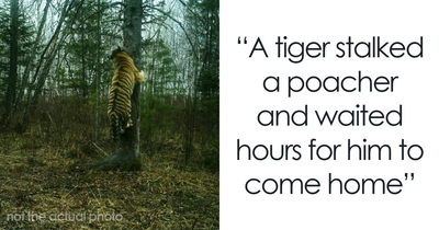 15 Times Animals Messed With Humans Throughout History