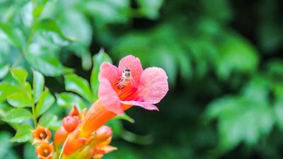 How to grow cape honeysuckle – experts suggest ways to add this shrubby vine to a hot, dry landscape