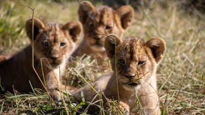 Lion cub triplets get in dad's hair at new home