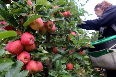 Government exploring making farms and supermarkets pay to bring foreign farm workers to the UK