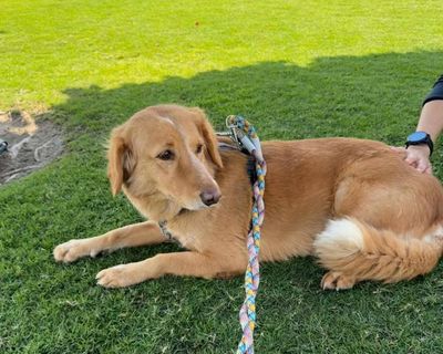 ‘What a girl!’ Lost dog returns after swimming to island on 100-mile journey