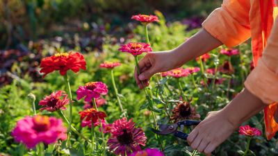 Does my cut flower bed need fertilizing? Horticulture expert reveals whether feeding is a necessity for bright and abundant blooms