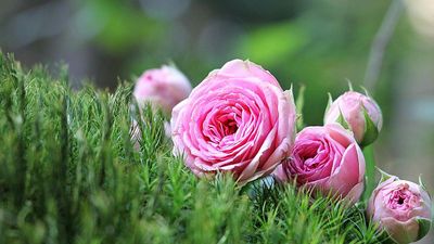 Bulgaria’s rose oil producers struggle with cold snaps and market pressures
