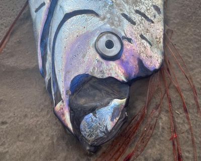 Rarely seen metres-long ‘doomsday’ oarfish washes up on Tasmania’s wild west coast