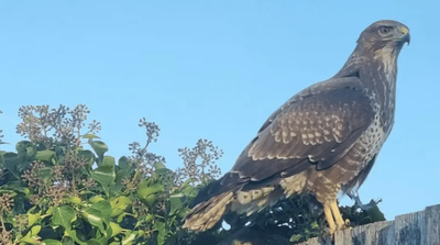 Dive-bombing buzzard forces London school to ban pupils from the playground