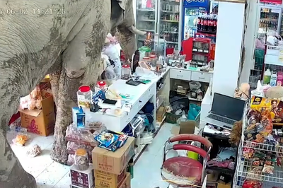 Notorious Thai elephant raids grocery store for snacks as owner watches on