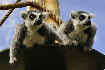 Jodie Marsh wins legal battle to keep lemurs at sanctuary