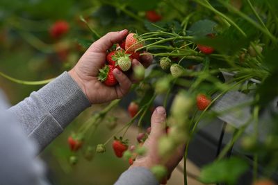Farmers could foot foreign workers’ upfront costs to travel to UK