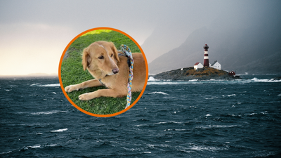 ‘What a girl!’: Brave adventure dog Amber swims to island after solo 100-mile journey, finds a loving owner