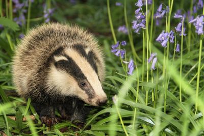 Badger cull expansion given go-ahead by officials – against advice of own science chief