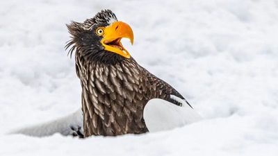 Check out the funniest photos in the 2025 Nikon Comedy Wildlife Awards