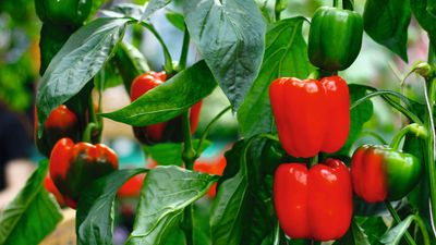 Fertilizing bell peppers is vital for vigorous plants and rich harvests – discover exactly when to feed and the best products to use
