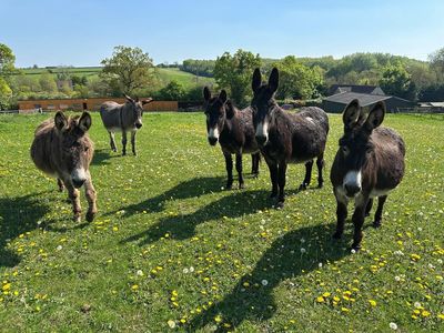 Cotswold farmhouse in 40 acres for sale for £3 million — with five resident donkeys