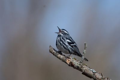 How to turn down the volume and protect wildlife in your yard and garden