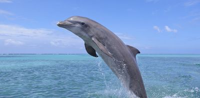 A bottlenose dolphin? Or Tursiops truncatus? Why biologists give organisms those strange, unpronounceable names